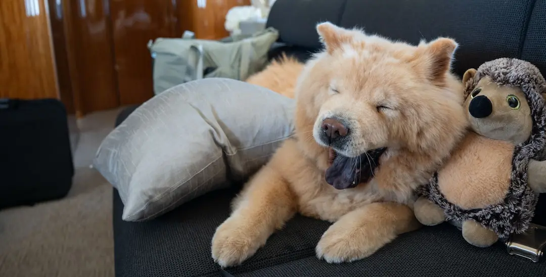 Chow chow dog resting comfortably on a couch of a private jet with a hedgehog plush toy